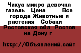 Чихуа микро девочка газель › Цена ­ 65 - Все города Животные и растения » Собаки   . Ростовская обл.,Ростов-на-Дону г.